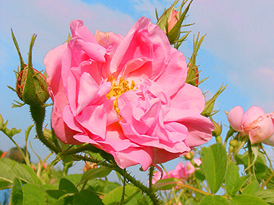 Rosa damascena flowers in a rose field.