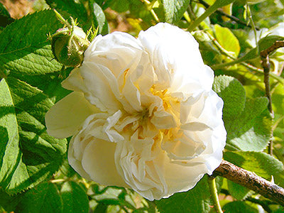 A rosa damascena flower on a branch.