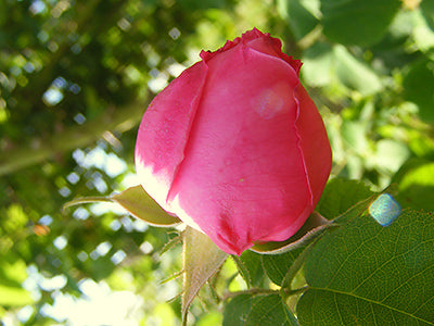 A Bulgarian rose on a branch.