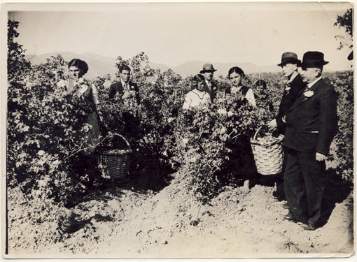 A group of people standing in a field of Bulgarian rose, holding baskets.