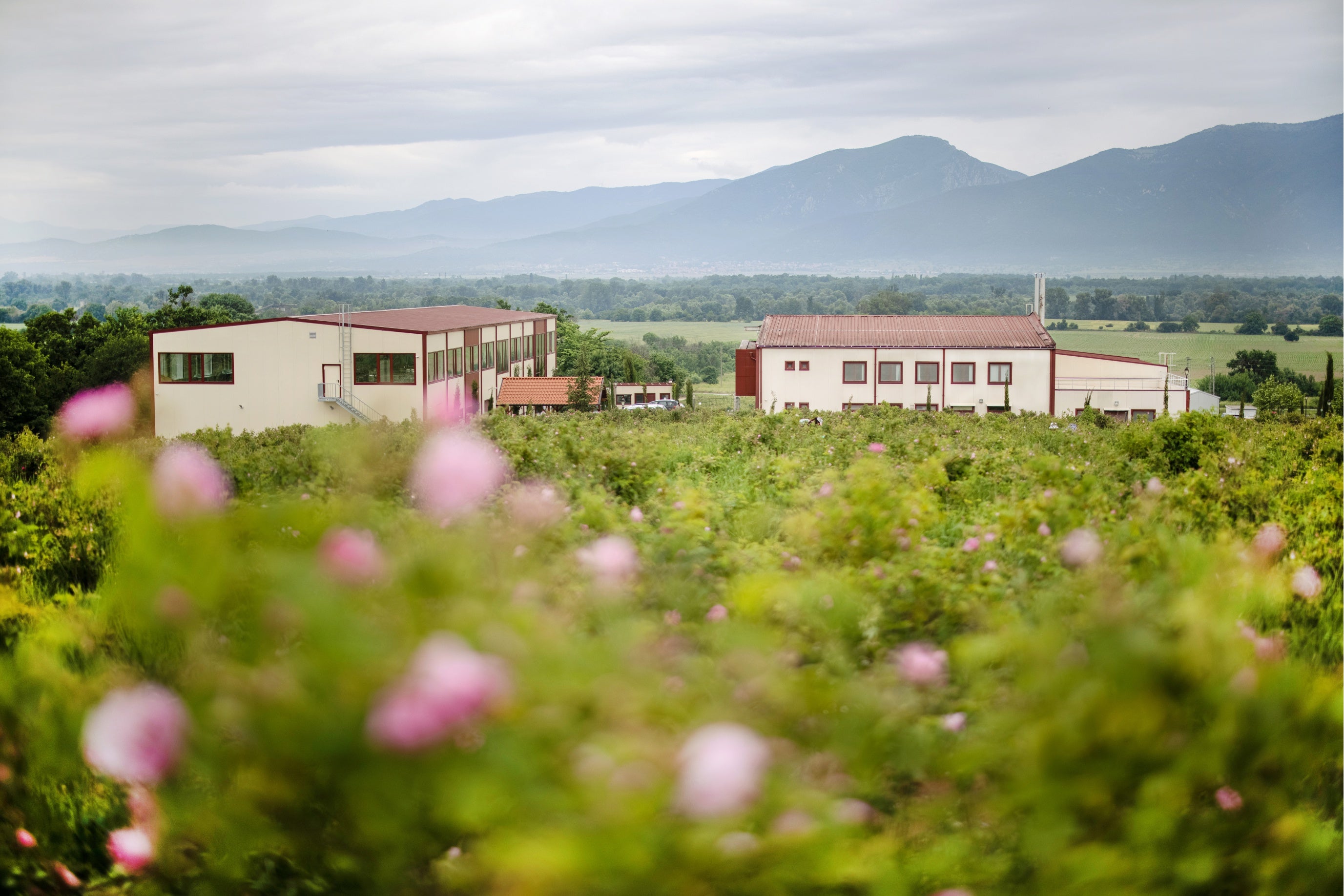 A vineyard with Rosa Damascena flowers and mountains in the background.
