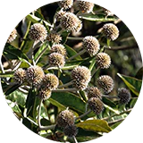 A close up of a plant with small brown flowers, possibly related to rosa damascena.