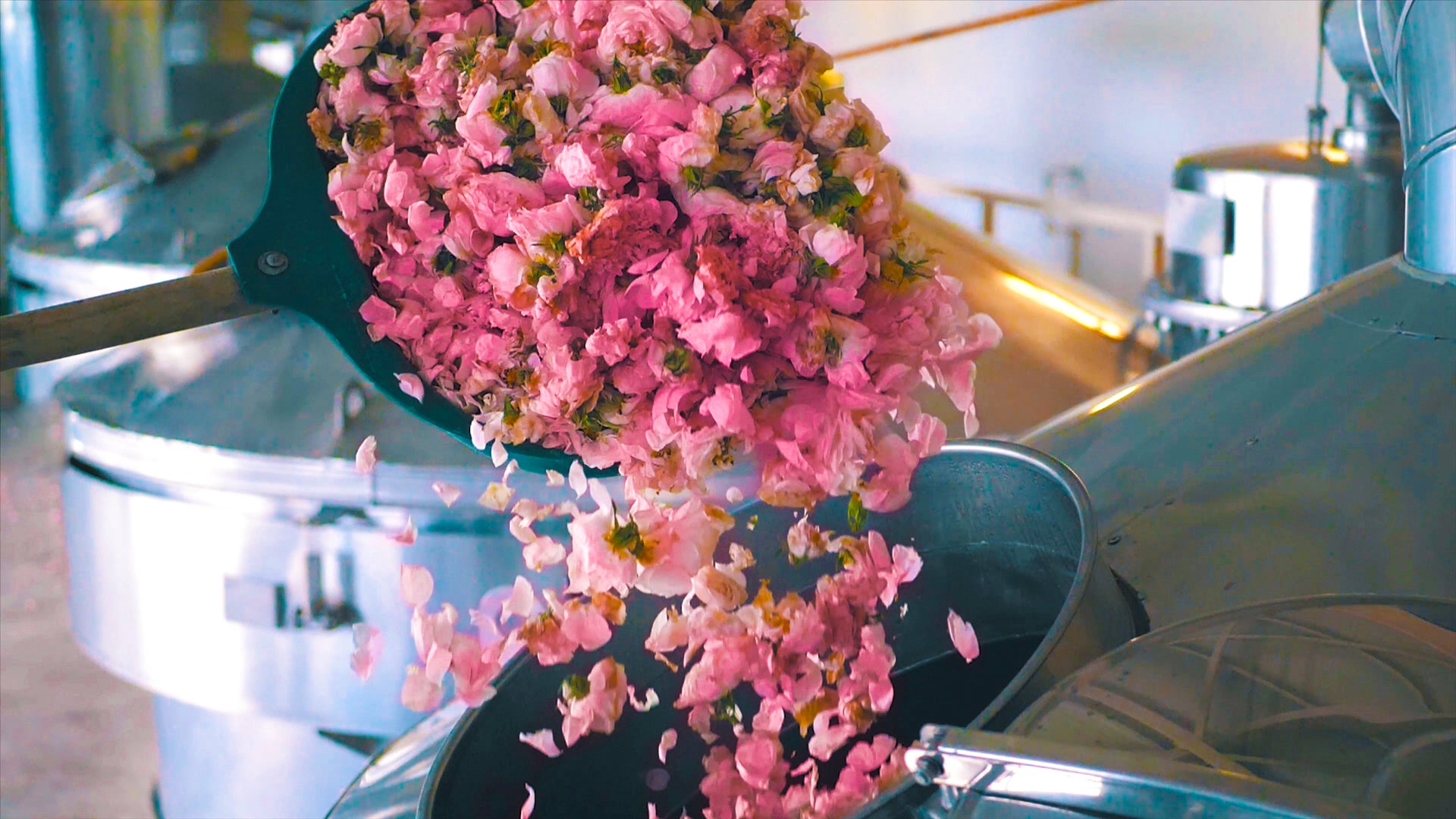 A man is pouring rosa damascena flowers into a machine.