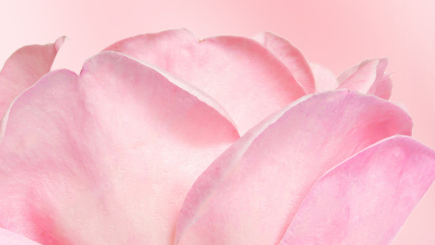 A close up of a rosa damascena flower on a pink background.