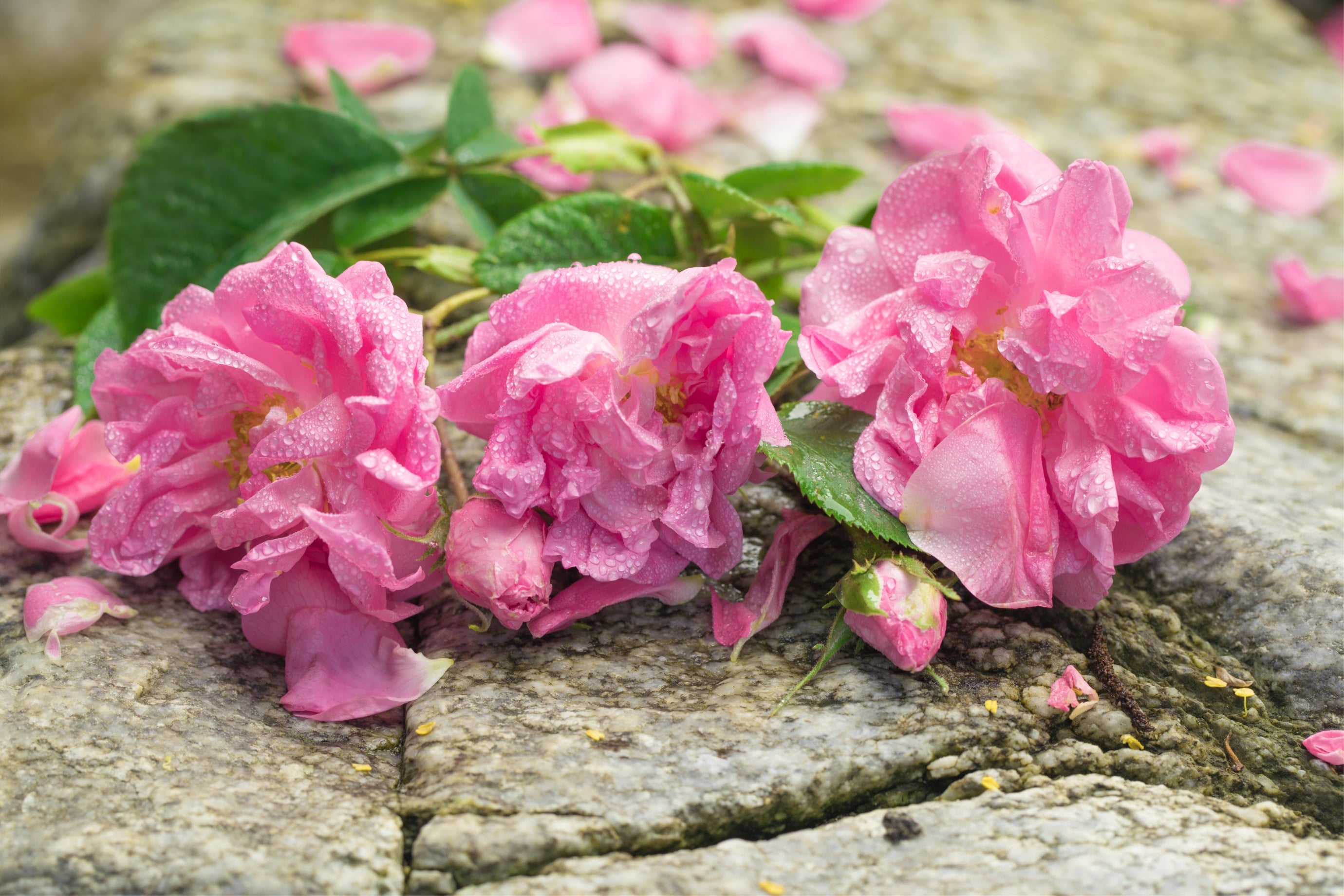 A bunch of pink roses (Rosa damascena) on a rock in the midst of rose fields.
