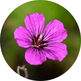 A close up of a purple flower.