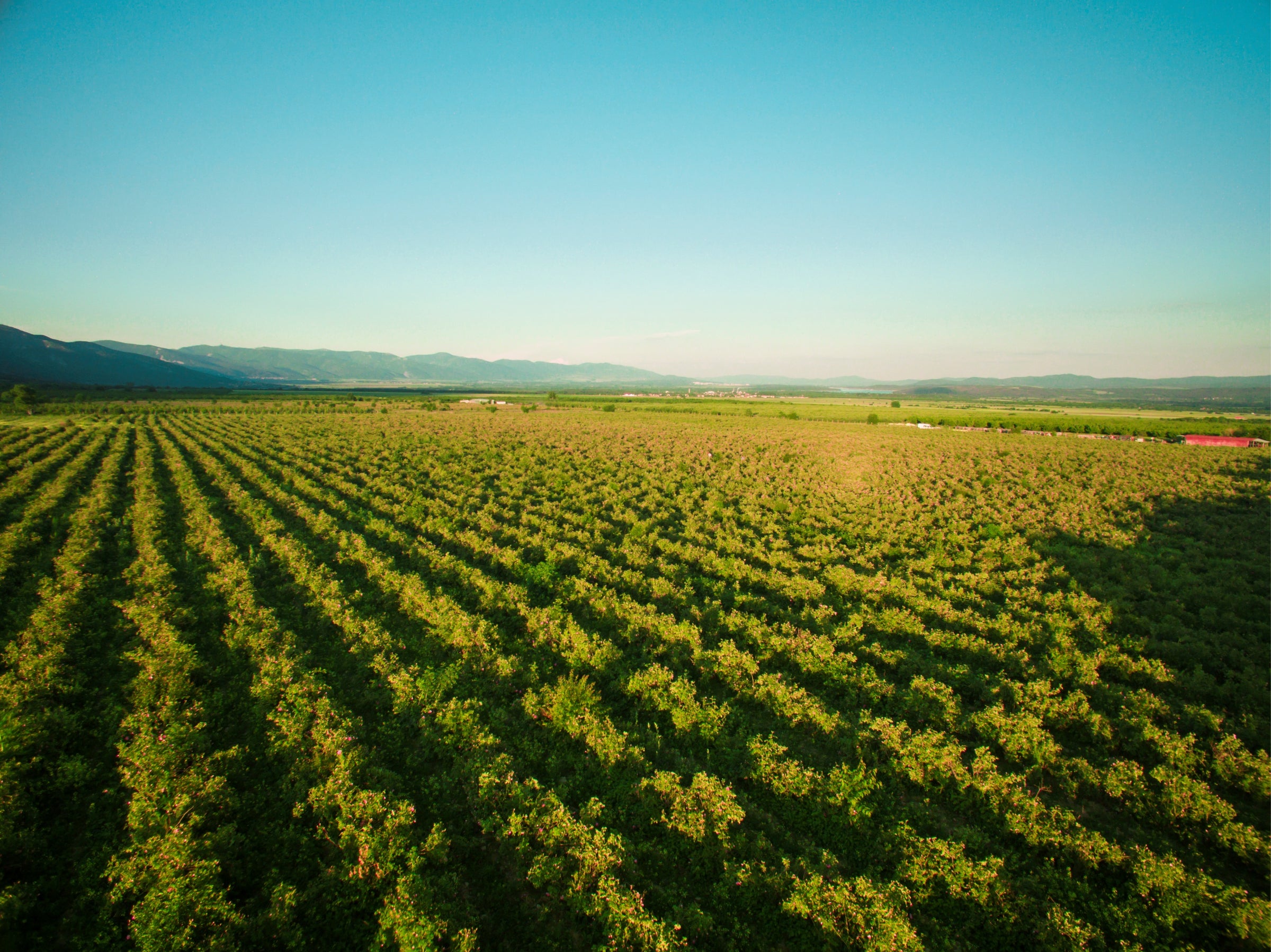 An aerial view of a rose field vineyard.