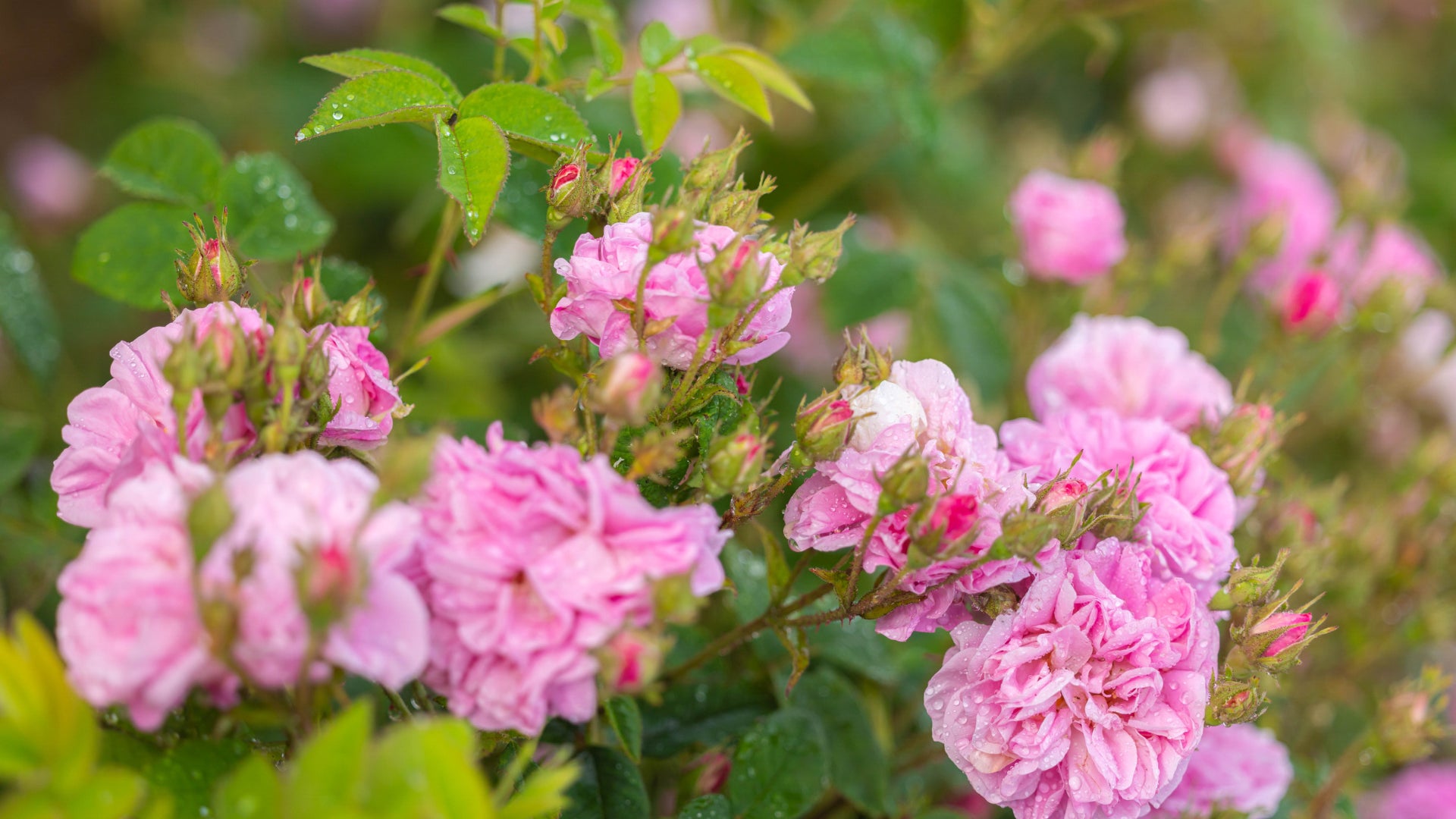 Pink roses in a garden with green leaves, inspired by the beautiful rose fields of Bulgaria, particularly known for exquisite Alteya Bulgarian Rose.