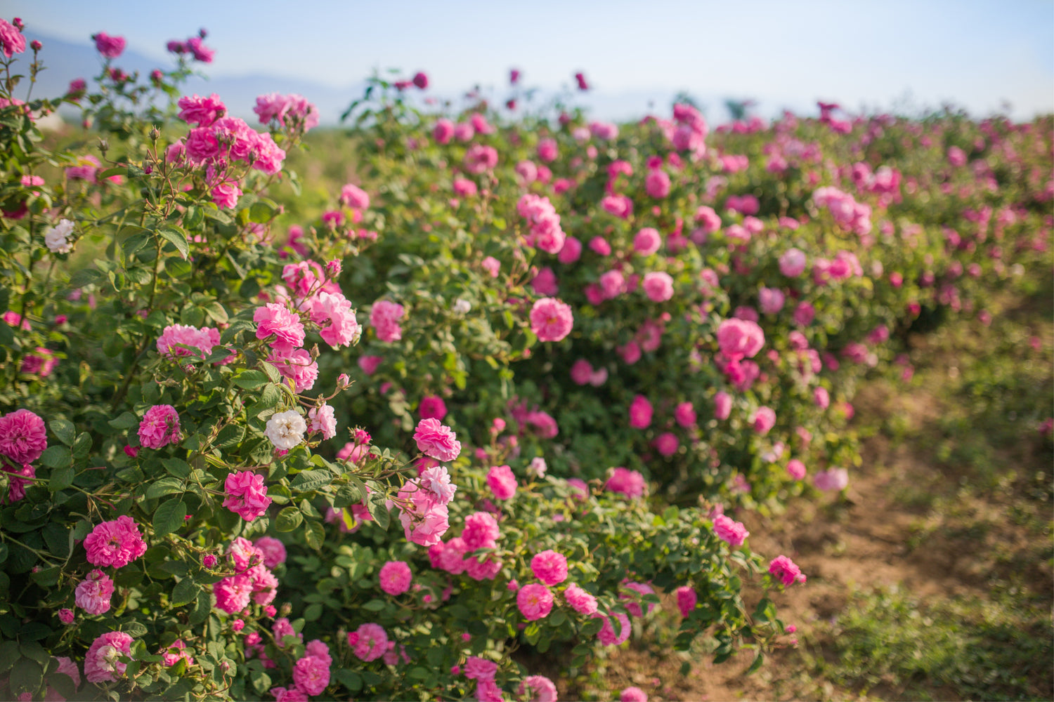 A field of rosa damascena roses on a sunny day.