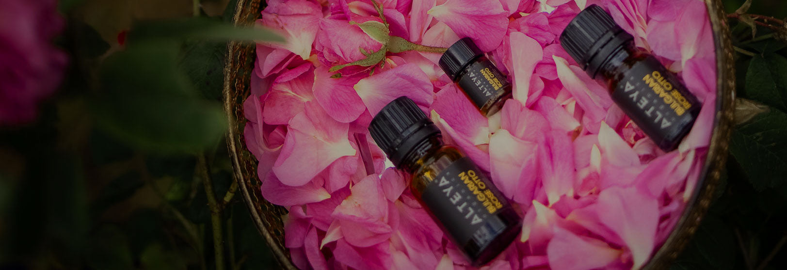 Bulgarian rose essential oil on a plate surrounded by pink petals.