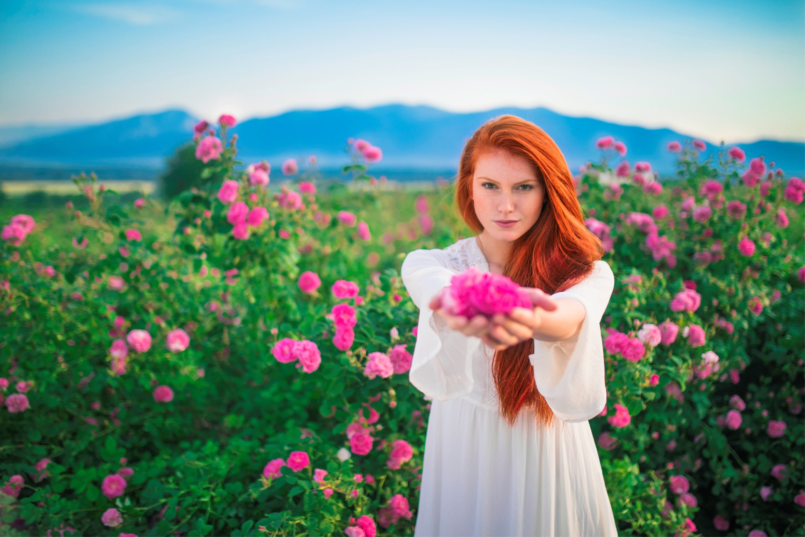 A woman in a white dress holding flowers in a field of bulgarian roses surrounded by alteya blossoms.