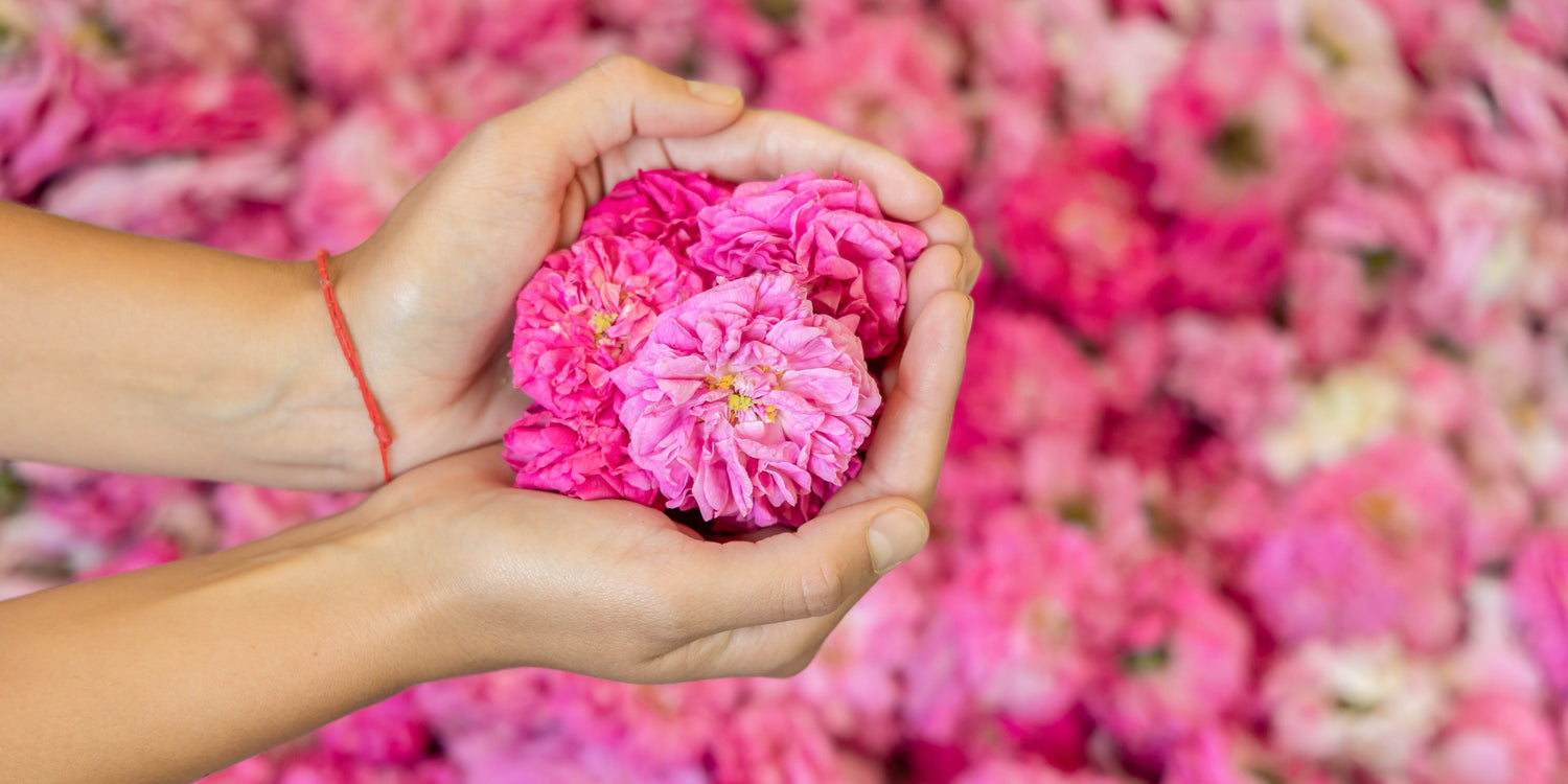 A woman's hands holding a bunch of pink flowers, specifically rosa damascena or rose fields.