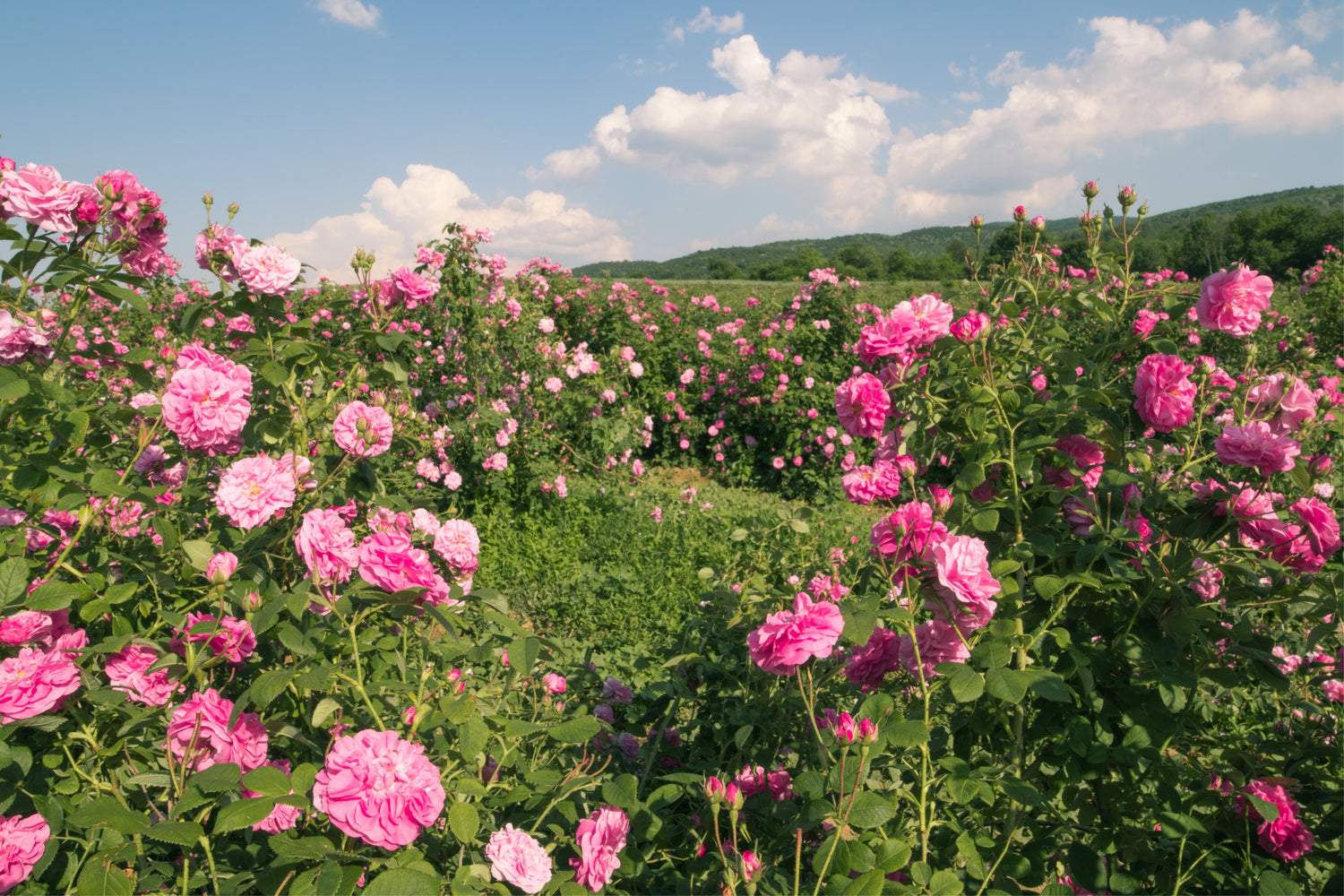 A picturesque field of blooming pink roses, including the exquisite Bulgarian rose and the fragrant Rosa Damascena. Each petal exudes a heavenly scent, captivating visitors with its enchanting