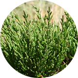 A close up of a plant.