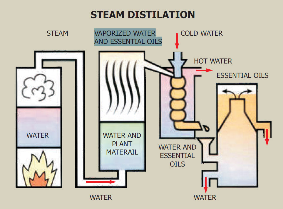 A diagram illustrating the steam distillation process of Bulgarian rose (rosa damascena) extraction.