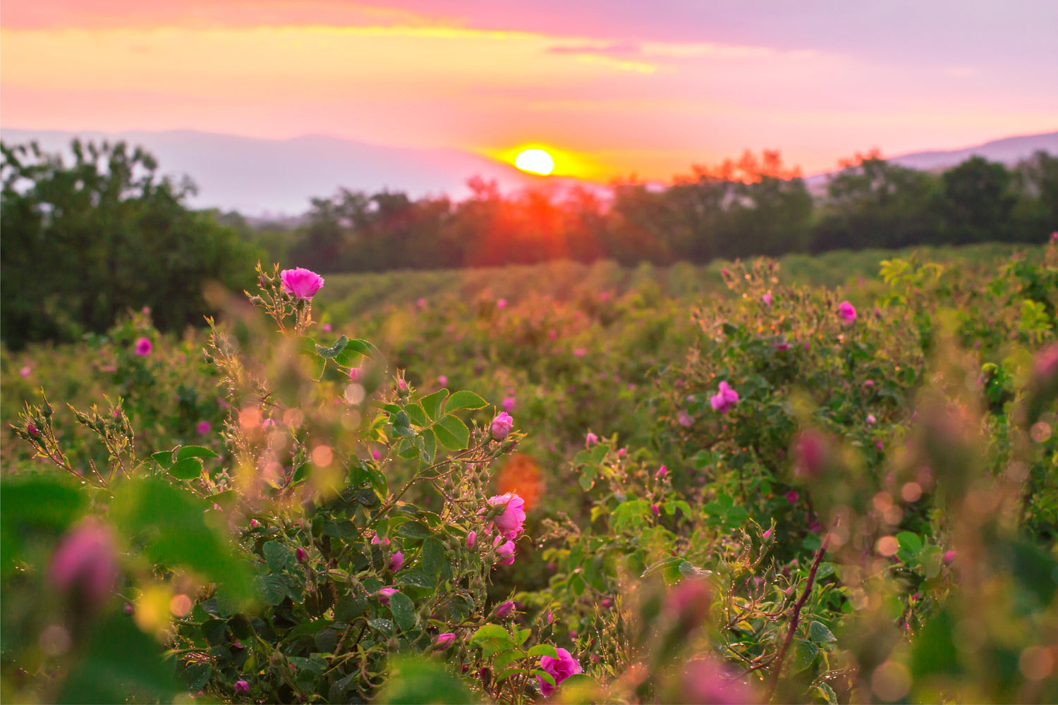 Sunset over a field of Bulgarian rose flowers.